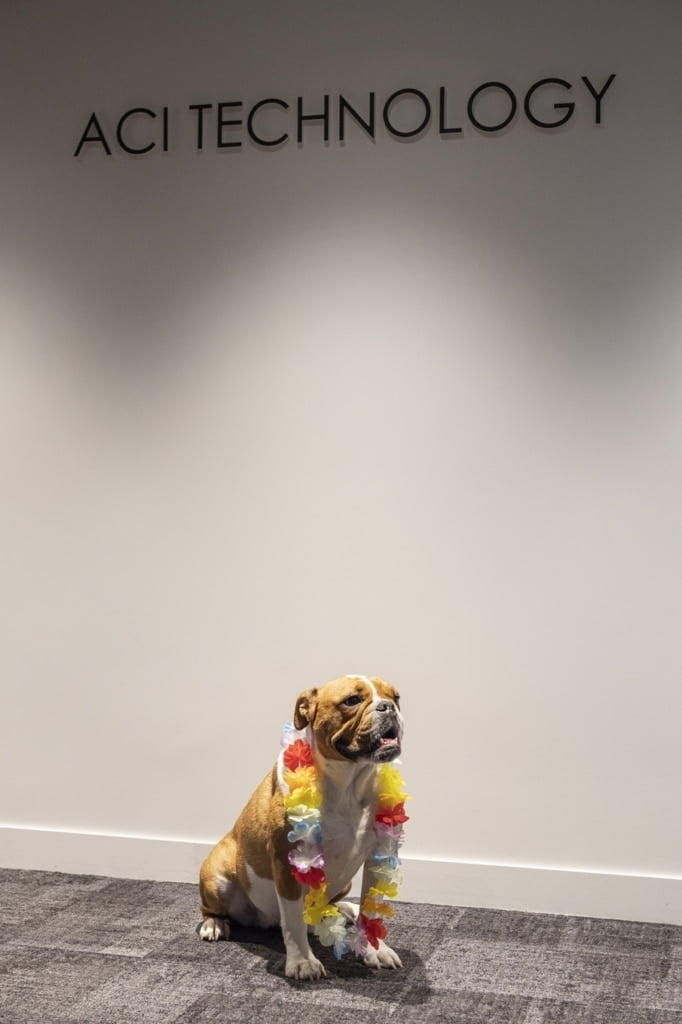 une petite photo de notre fidèle Maya, un Bulldog Continental âgé de 2 ans, qui nous accompagne tous les jours au bureau chez ACI Technology
